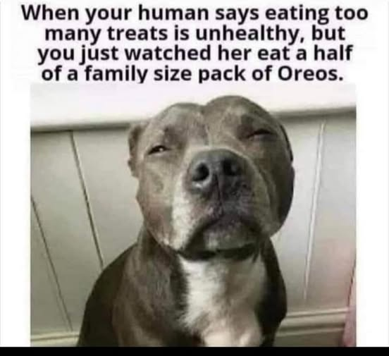 When your human says eating too many treats is unhealthy, but you just watched her eat a half of a family size pack of Oreos.