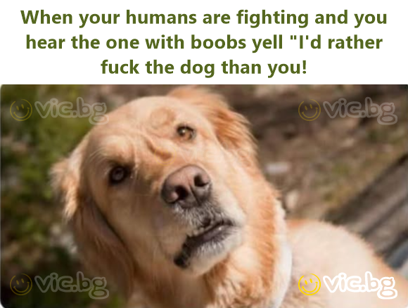 When your humans are fighting and you hear the one with boobs yell "I'd rather fuck the dog than you!