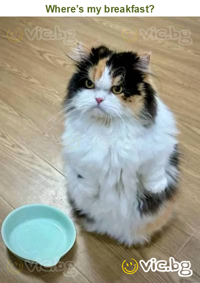 Where’s my breakfast?