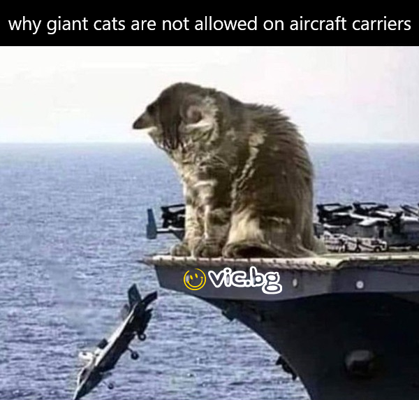 why giant cats are not allowed on aircraft carriers