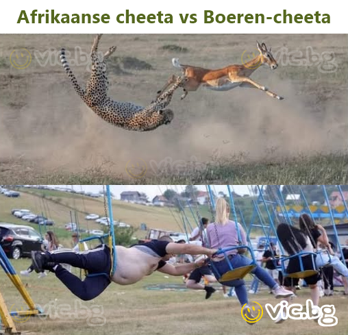 Afrikaanse cheeta vs Boeren-cheeta