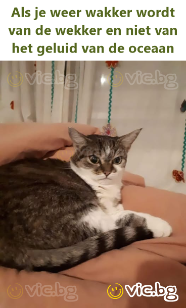 Als je weer wakker wordt van de wekker en niet van het geluid van de oceaan
