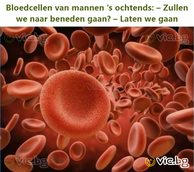 Bloedcellen van mannen 's ochtends: – Zullen we naar beneden gaan? – Laten we gaan