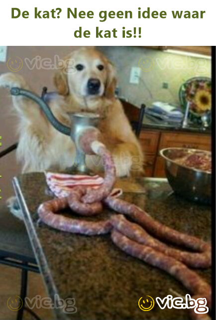 De kat? Nee geen idee waar de kat is!!