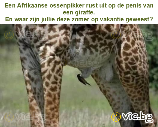 Een Afrikaanse ossenpikker rust uit op de penis van een giraffe.
En waar zijn jullie deze zomer op vakantie geweest?