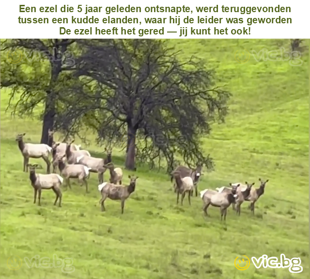 Een ezel die 5 jaar geleden ontsnapte, werd teruggevonden tussen een kudde elanden, waar hij de leider was geworden
De ezel heeft het gered — jij kunt het ook!