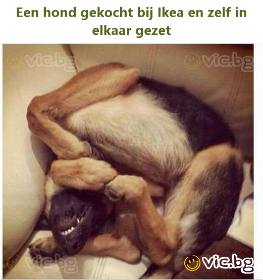 Een hond gekocht bij Ikea en zelf in elkaar gezet