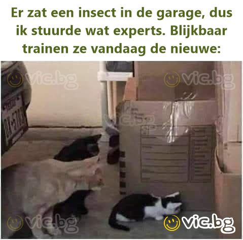 Er zat een insect in de garage, dus ik stuurde wat experts. Blijkbaar trainen ze vandaag de nieuwe: