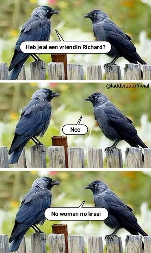 Heb je al een vriendin Richard?	 Nee. No woman no kraai