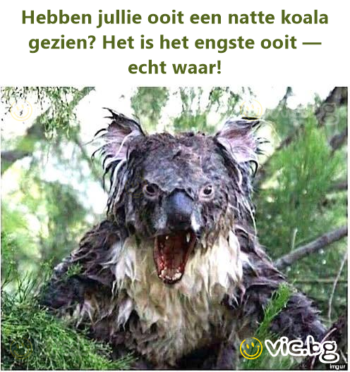 Hebben jullie ooit een natte koala gezien? Het is het engste ooit — echt waar!