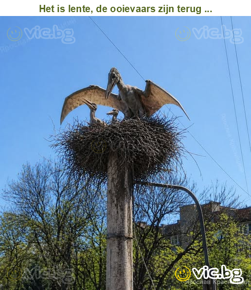 Het is lente, de ooievaars zijn terug ...