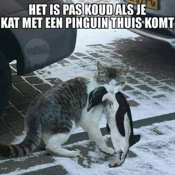 Het is pas koud als je kat met een pinguin thuis komt maurice