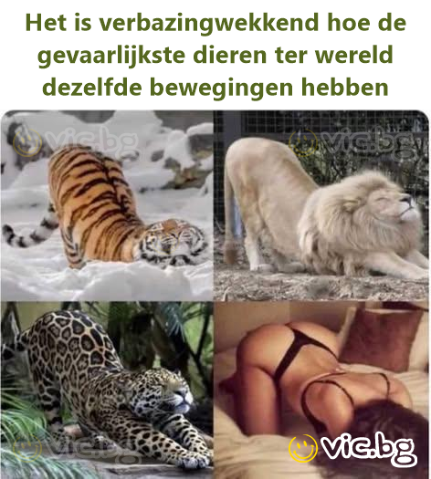 Het is verbazingwekkend hoe de gevaarlijkste dieren ter wereld dezelfde bewegingen hebben