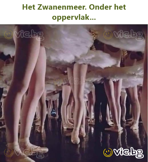 Het Zwanenmeer. Onder het oppervlak...