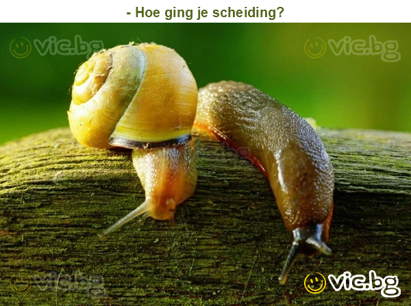 - Hoe ging je scheiding?