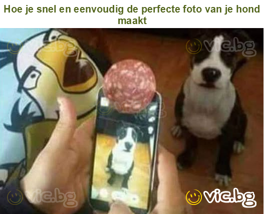 Hoe je snel en eenvoudig de perfecte foto van je hond maakt