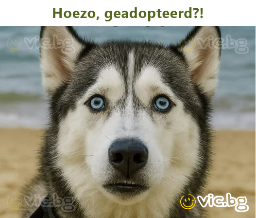 Hoezo, geadopteerd?!