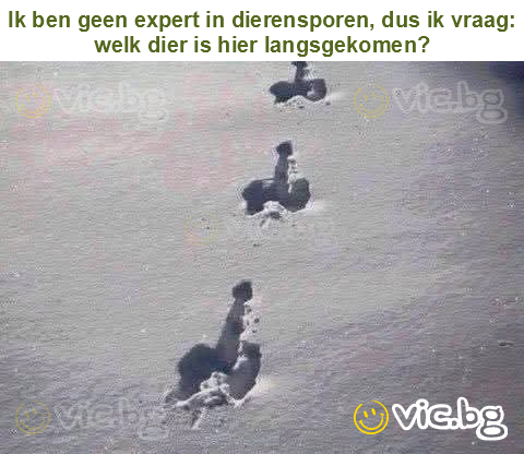 Ik ben geen expert in dierensporen, dus ik vraag: welk dier is hier langsgekomen?
