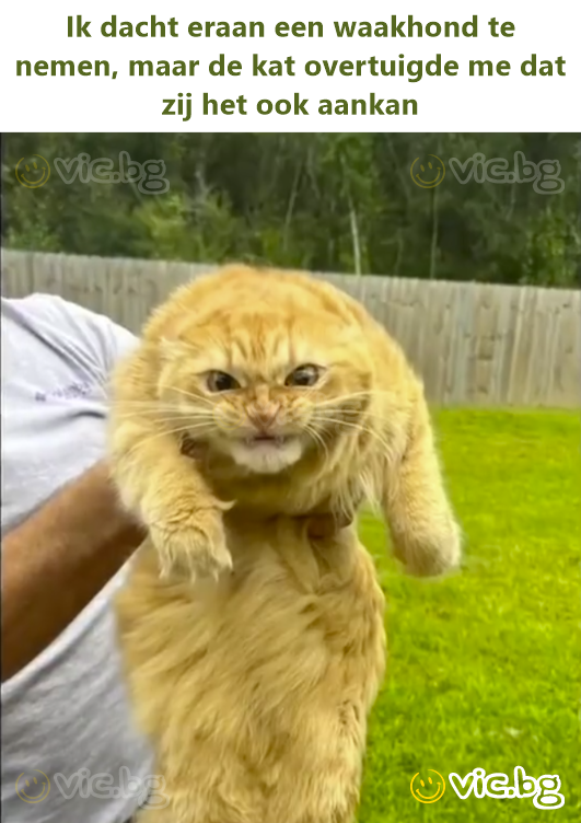 Ik dacht eraan een waakhond te nemen, maar de kat overtuigde me dat zij het ook aankan