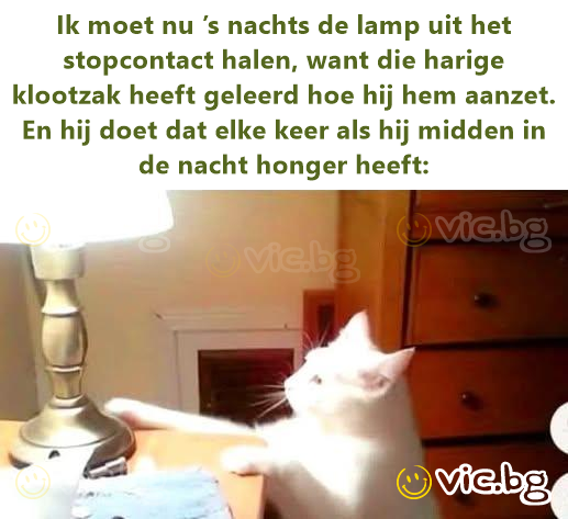 Ik moet nu ’s nachts de lamp uit het stopcontact halen, want die harige klootzak heeft geleerd hoe hij hem aanzet. En hij doet dat elke keer als hij midden in de nacht honger heeft: