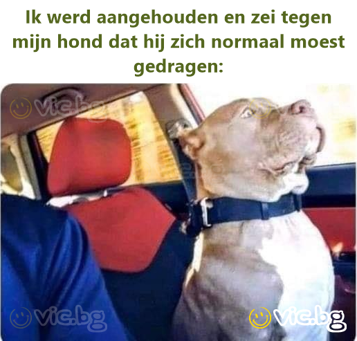 Ik werd aangehouden en zei tegen mijn hond dat hij zich normaal moest gedragen: