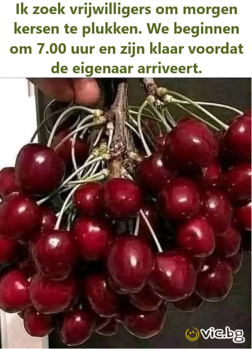 Ik zoek vrijwilligers om morgen kersen te plukken. We beginnen om 7.00 uur en zijn klaar voordat de eigenaar arriveert.