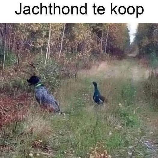 Jachthond te koop
