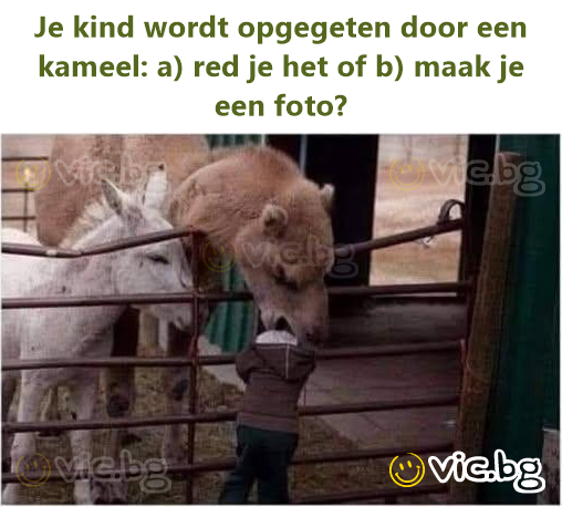 Je kind wordt opgegeten door een kameel: a) red je het of b) maak je een foto?