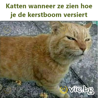 Katten wanneer ze zien hoe je de kerstboom versiert