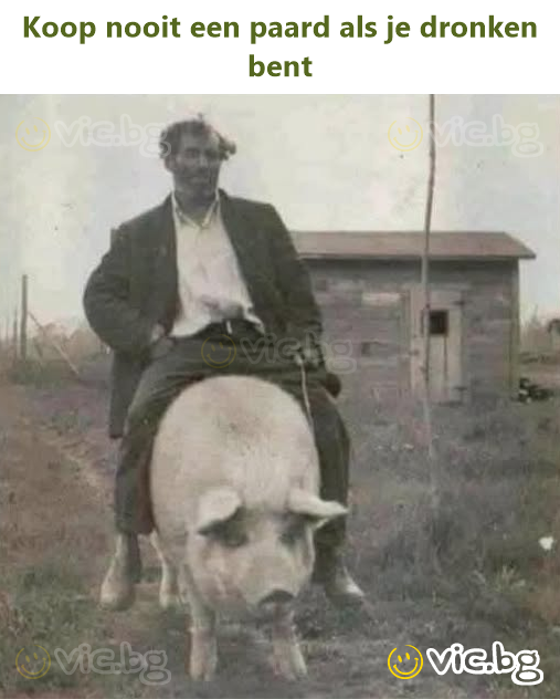 Koop nooit een paard als je dronken bent