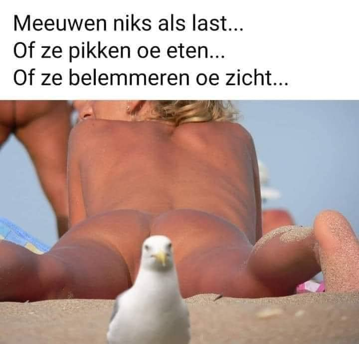 Meeuwen niks als last... Of ze pikken oe eten... Of ze belemmeren oe zicht...