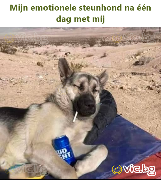 Mijn emotionele steunhond na één dag met mij