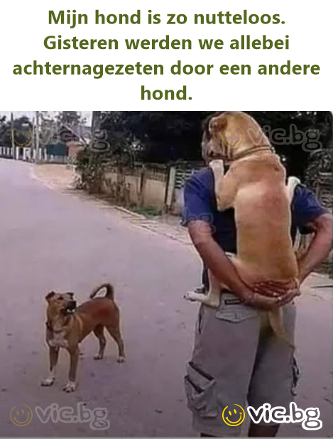 Mijn hond is zo nutteloos. Gisteren werden we allebei achternagezeten door een andere hond.