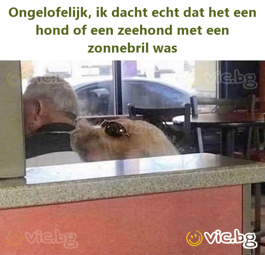 Ongelofelijk, ik dacht echt dat het een hond of een zeehond met een zonnebril was