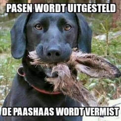 Pasen wordt uitgesteld de paashaas wordt vermist