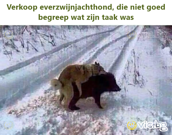 Verkoop everzwijnjachthond, die niet goed begreep wat zijn taak was