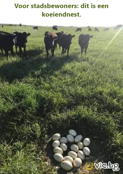 Voor stadsbewoners: dit is een koeiendnest.