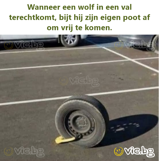 Wanneer een wolf in een val terechtkomt, bijt hij zijn eigen роот af om vrij te komen.