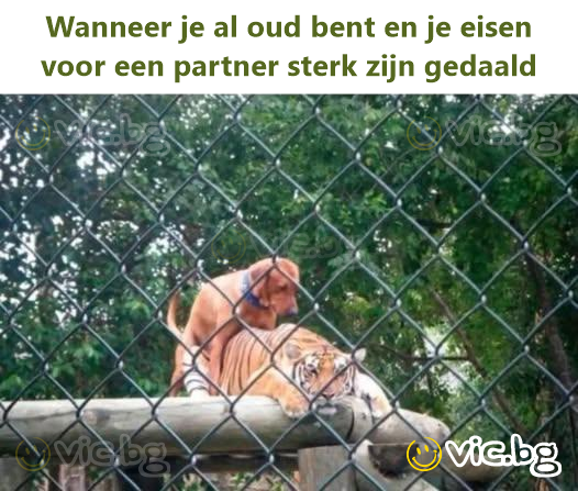Wanneer je al oud bent en je eisen voor een partner sterk zijn gedaald