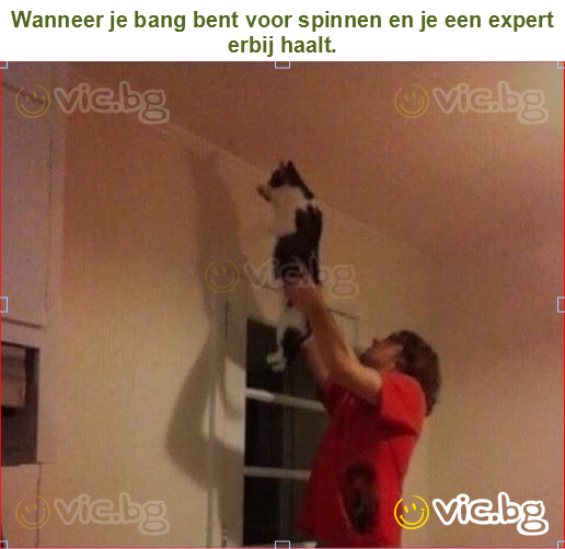 Wanneer je bang bent voor spinnen en je een expert erbij haalt.