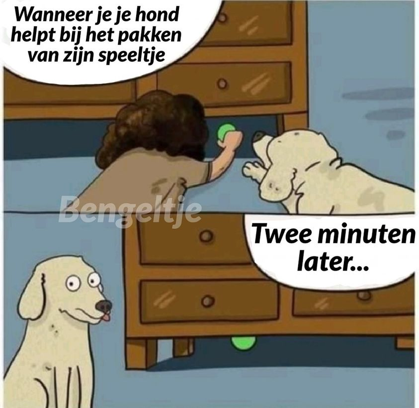 Wanneer je je hond helpt bij het pakken van zijn speeltje. Twee minuten later...
