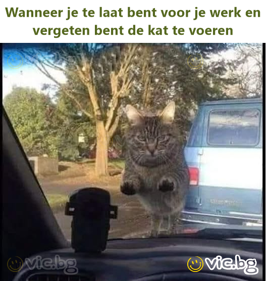 Wanneer je te laat bent voor je werk en vergeten bent de kat te voeren