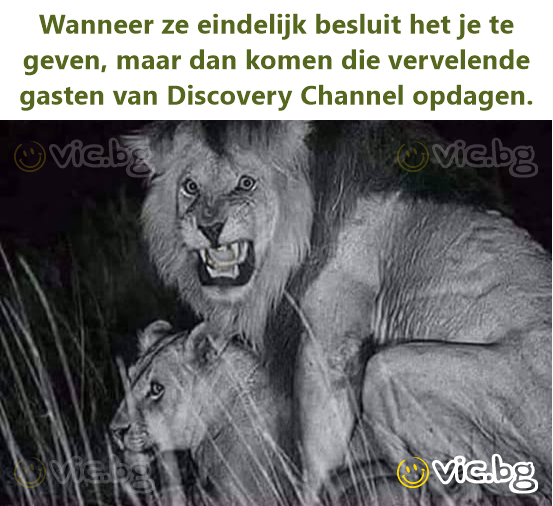 Wanneer ze eindelijk besluit het je te geven, maar dan komen die vervelende gasten van Discovery Channel opdagen.