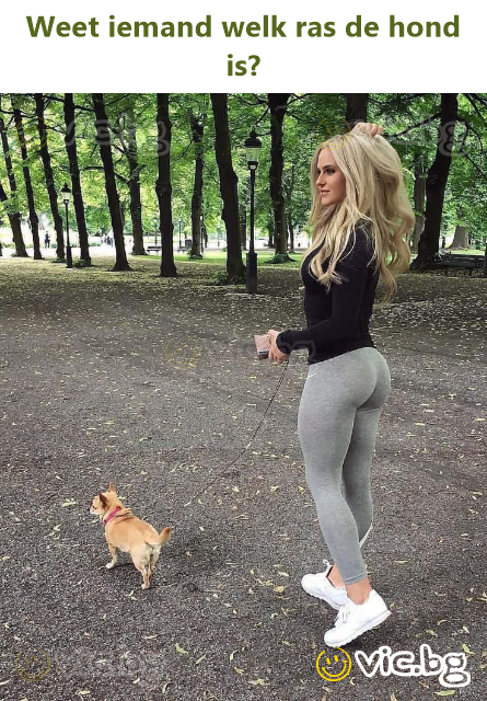 Weet iemand welk ras de hond is?