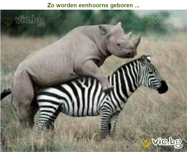 Zo worden eenhoorns geboren ...