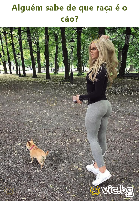 Alguém sabe de que raça é o cão?