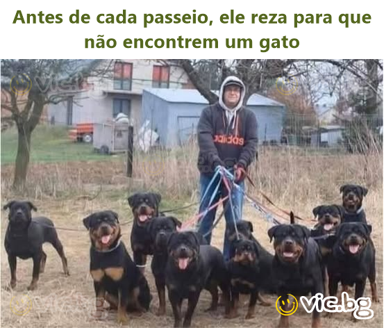 Antes de cada passeio, ele reza para que não encontrem um gato
