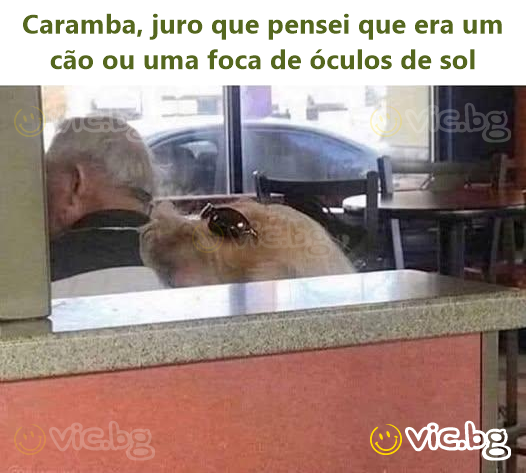 Caramba, juro que pensei que era um cão ou uma foca de óculos de sol