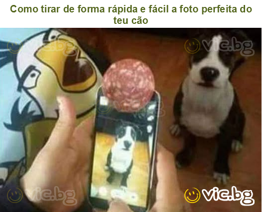 Como tirar de forma rápida e fácil a foto perfeita do teu cão