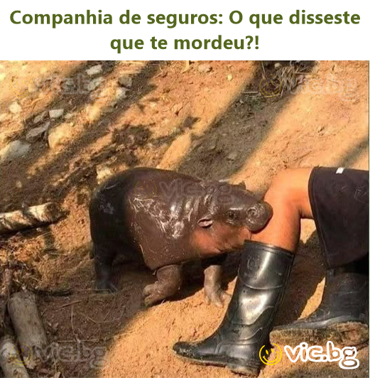 Companhia de seguros: O que disseste que te mordeu?!